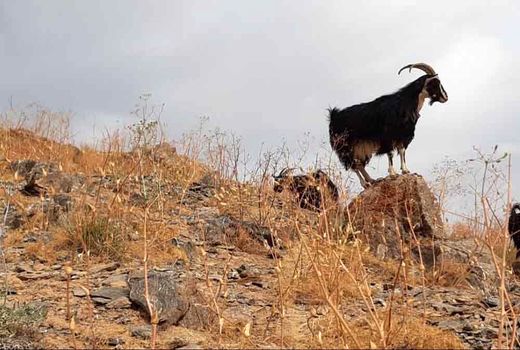 جشنواره بز مهابادی؛ نخستین جشنواره مجازی اصفهان در کشور