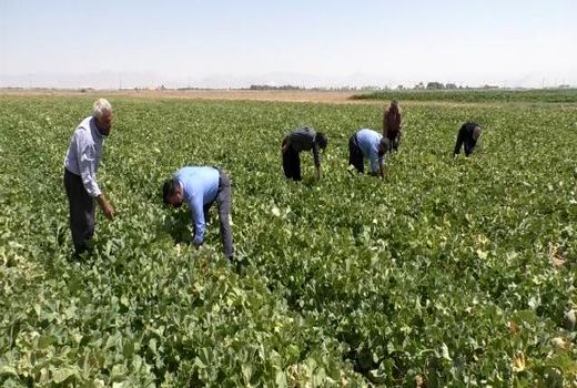فصل برداشت صیفی از هزار و ۲۰۰ هکتار از مزارعِ برخوار