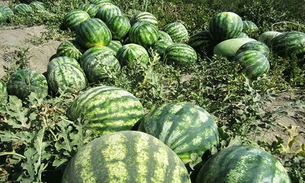 کشاورزان ابرکوه به جای هندوانه گیاهان کم آبخواه کشت کنند