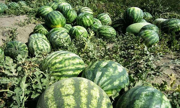 کشاورزان ابرکوه به جای هندوانه گیاهان کم آبخواه کشت کنند