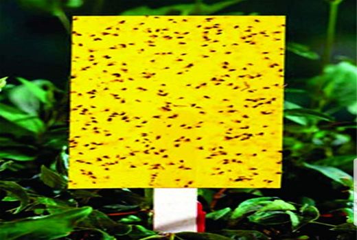 اخذ گواهی استاندارد تشویقی برای محصولات کشاورزی در استان خوزستان