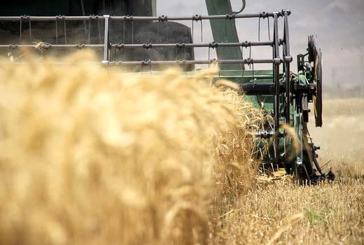 پیش‌بینی برداشت 8هزار تن گندم ازمزارع شهرستان اردل