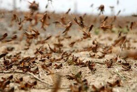 مبارزه با ملخ در عرصه‌های کشاورزی استان 50 درصد افزایش یافت
