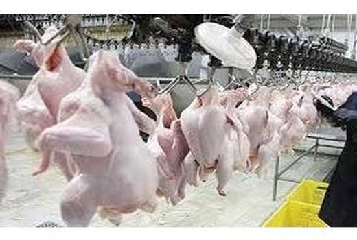 تولید 540 میلیاردی گوشت مرغ در بابل