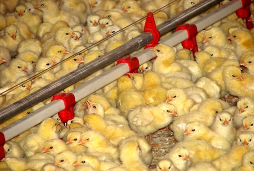 جوجه ریزی سه میلیون و ۸۹۰ هزارقطعه در واحدهای مرغ گوشتی استان قزوین