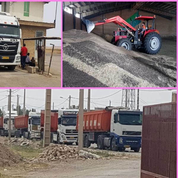 خرید ۱۳ هزار تن دانه روغنی کلزا از کشاورزان ایلامی