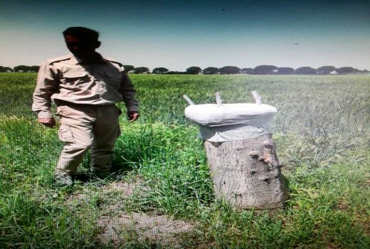 اجرای طرح سرشاخه کاری درختان گردو در شهرستان البرز