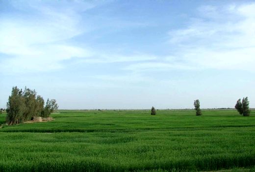 سایت‌های الگوی کشت محصولات کم‌آب‌بر و اقتصادی در منطقه سیستان اجرا شد