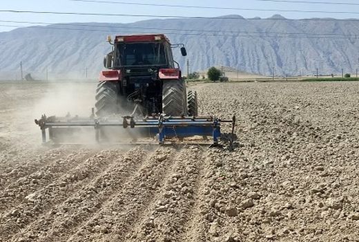 افزایش 60 درصدی چغندرقند پاییزه در کازرون