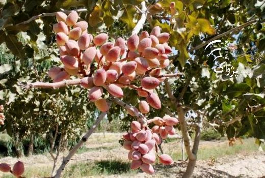 خسارت گرمازدگی به پنح رقم پسته در رفسنجان