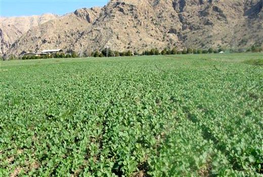 1675 هکتار از اراضی کشاورزی آبیک به کلزا اختصاص یافت