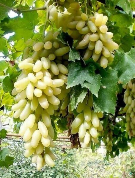 برداشت انگور از 4 هزار و 282 هکتار از تاکستان های شیراز ادامه دارد 