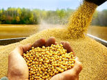 آغاز خرید تضمینی دانه‌ روغنی سویا از کشاورزان