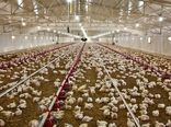 رشد چشمگیر تولید گوشت مرغ در استان بوشهر