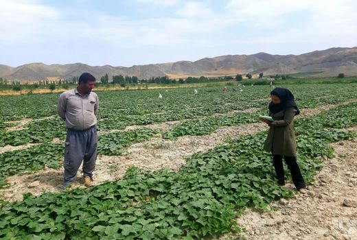 آغاز برداشت خیار در شهرستان شیروان 
