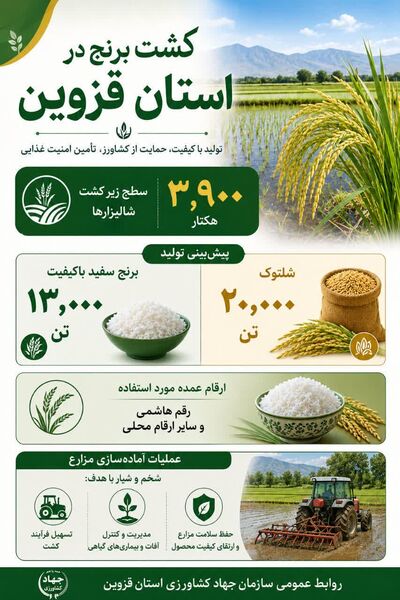  اینفوگرافی | کشت برنج در قزوین 