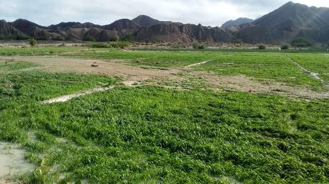خسارت سیل در سیستان و بلوچستان