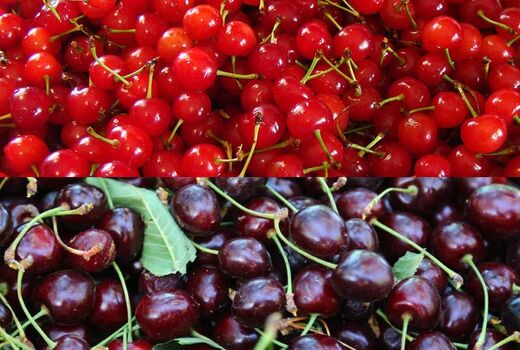 آغاز برداشت آلبالو و گیلاس در خراسان جنوبی