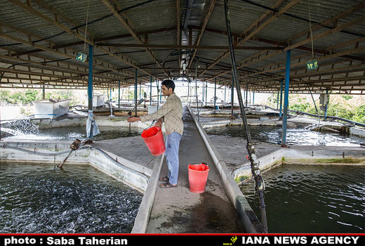 حوضچه پرورش قزل‌آلا 