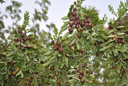 پیش‌بینی برداشت 6000 تن عناب در خراسان جنوبی