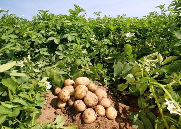 برداشت محصول سیب‌زمینی برای تازه‌خوری