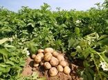 برداشت محصول سیب‌زمینی برای تازه‌خوری