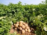 برداشت محصول سیب‌زمینی برای تازه‌خوری