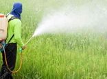 لزوم شناخت دقیق علائم خسارت علف‌کش‌ها و مدیریت اصولی مصرف