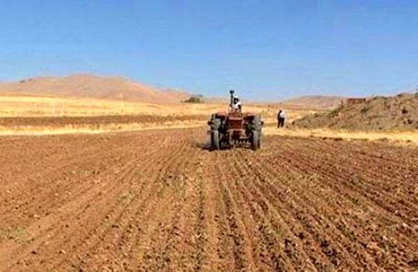 ۱۱ هزار تن بذر با آغاز کشت گندم در بوشهر تامین شد