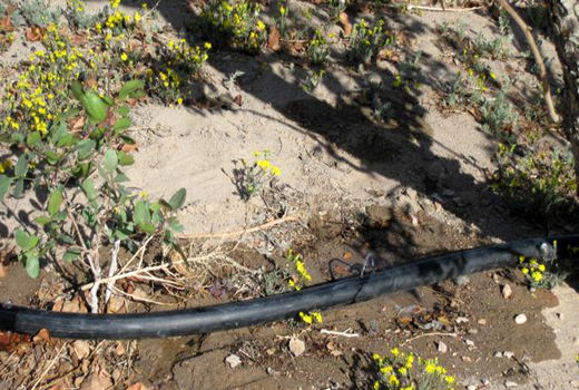 اجرای بیش از 2700 هکتار از طرح بهره وری در اراضی کشاورزی استان کرمان به سامان‌های نوین آبیاری