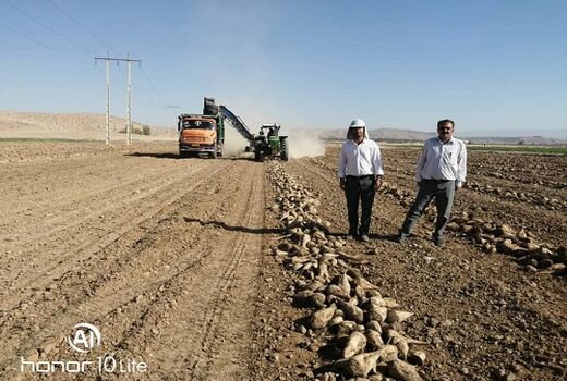 آغاز برداشت چغندر قند پاییزه در فسا 