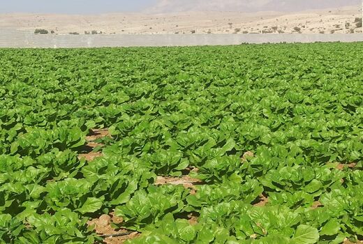پیش بینی تولید 20 هزارتن کاهو در قیروکارزین