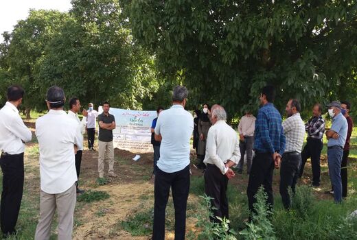 کارگاه آموزشی مدرسه در مزرعه در مزارع ذرت علوفه‌ای استان قزوین