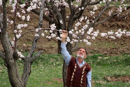 هشدار مقابله با سرمازدگی