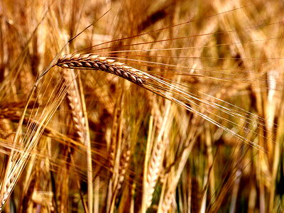 بیش از 84 هزار تن جو از مزارع آذربایجان غربی برداشت شد