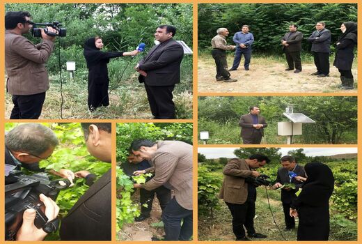  کنترل بیماری سفیدک سطحی انگور در شهرستان بجنورد
