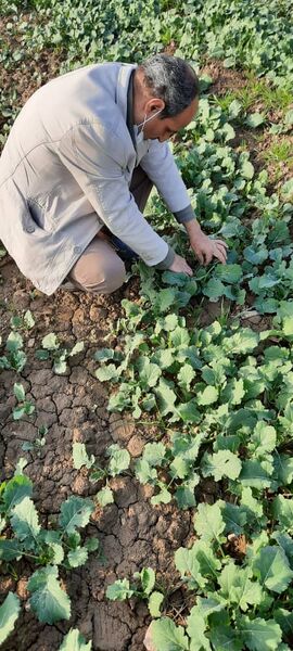 بازدید کارشناسان حفظ نباتات از مزارع کلزای ری 
