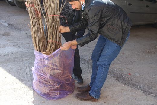 توزیع 1000 اصله نهال رایگان نهال توت در شهرستان فاروج