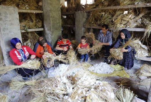 افزایش استقبال کشاورزان به نوغانداری