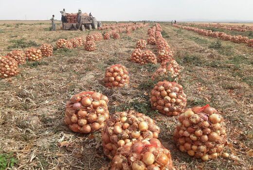 برداشت بیش از ۱۲۷ هزار تن پیاز از مزارع آذربایجان‌غربی