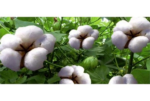 پیش‌بینی کشت 50 هکتاری پنبه در گلوگاه