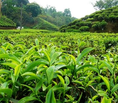 رویش؛ میزبان رئیس سازمان چای کشور در روز جهانی چای/ از کشت تا مصرف، چالش‌های صنعت چای ایران