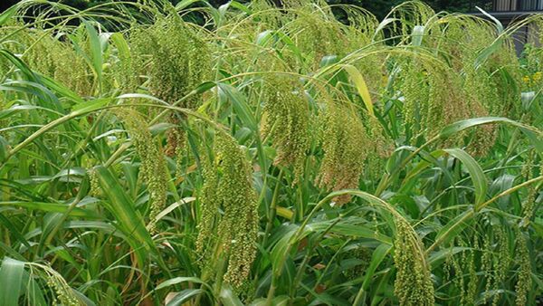 آغاز برداشت ارزن دانه‌ای در شهرستان سربیشه
