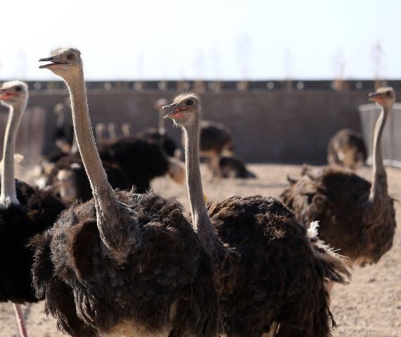 سالانه یک هزار تُن گوشت شترمرغ در اصفهان تولید می‌شود