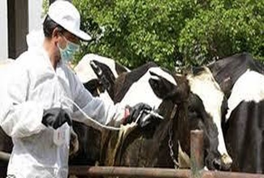 ارائه خدمات رایگان توسط شبکه دامپزشکی به دامداران شهربابک در دهه مبارک فجر