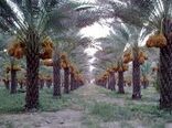 طرح تکثیر و اصلاح نخیلات از طریق کشت بافت