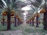 طرح تکثیر و اصلاح نخیلات از طریق کشت بافت