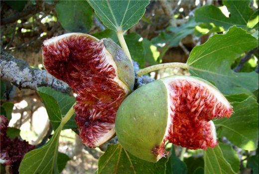 انجیرکاری دیم از فرسایش خاک و ایجاد ریزگرد جلوگیری کند