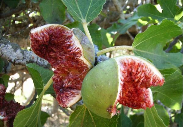 انجیرکاری دیم از فرسایش خاک و ایجاد ریزگرد جلوگیری کند