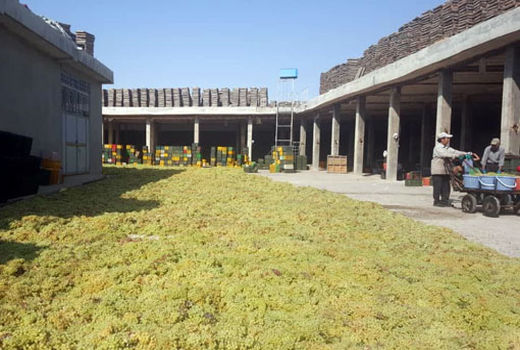 تولید 40 هزار تن کشمش در سال جاری در سطح شهرستان بناب